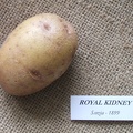Royal Kidney