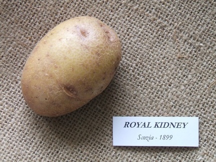 Royal Kidney