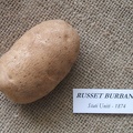 russetburbank.jpg