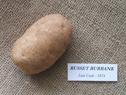 Russet Burbank