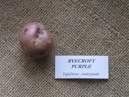 Ryecroft Purple