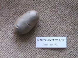 Shetland Black