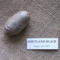 Shetland Black