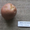 Smaland rot