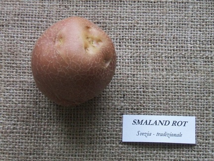 Smaland rot