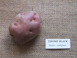 Thome black