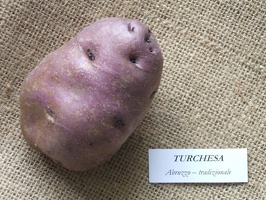 Turchesa