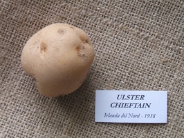 Ulster chieftain 