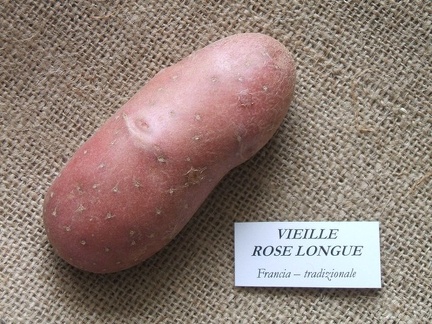 Vieille rose longue 