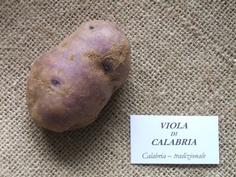 Viola di Calabria