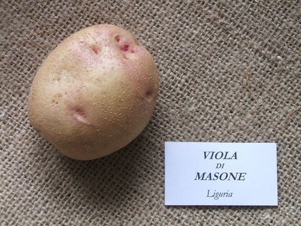 Viola di Masone