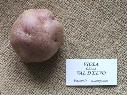 Viola della Val d'Elvo 