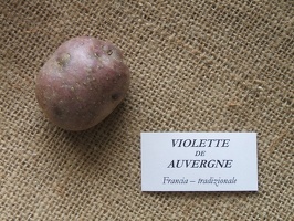 Violette de Auvergne 
