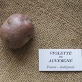 Violette de Auvergne 