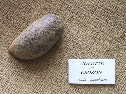 Violette de Crozon 