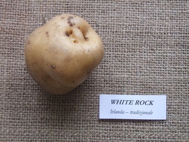 White Rock 