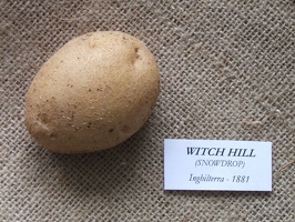 Witch Hill