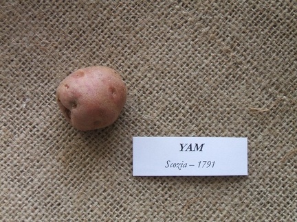 Yam