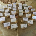 Esposizione patate dal mondo