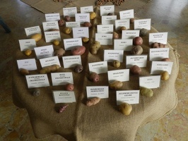 Esposizione patate dal mondo