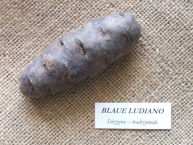 blaueludiano.jpg