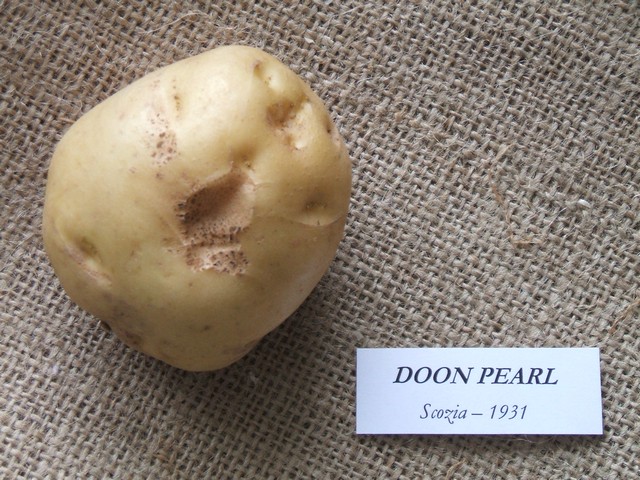 doonpearl.jpg