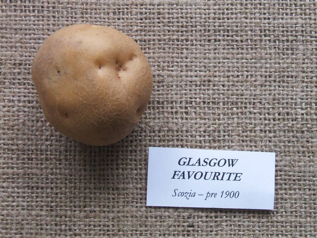 glasgow favourite.jpg