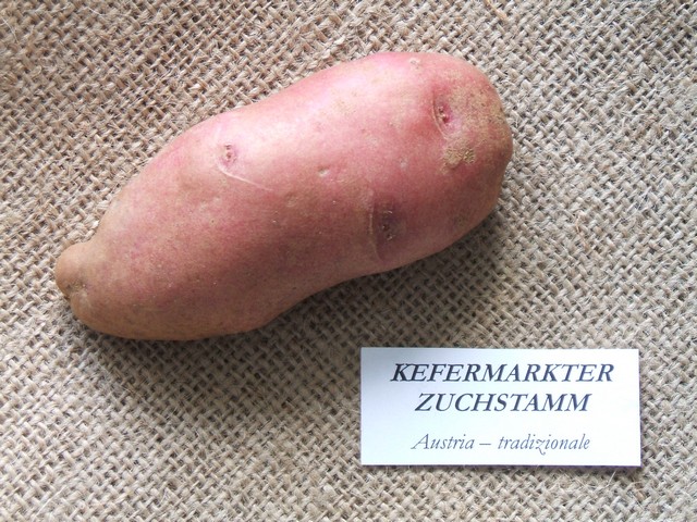 kefermarkterzuchtstamm.jpg