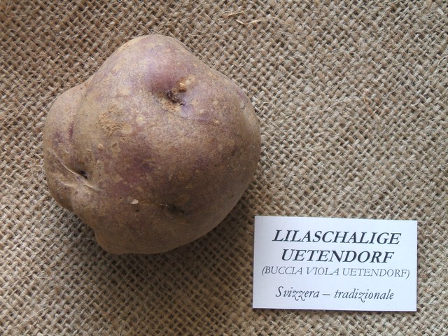 lilaschaligeuetendorf.jpg