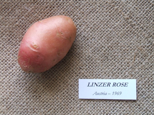 linzerrose.jpg