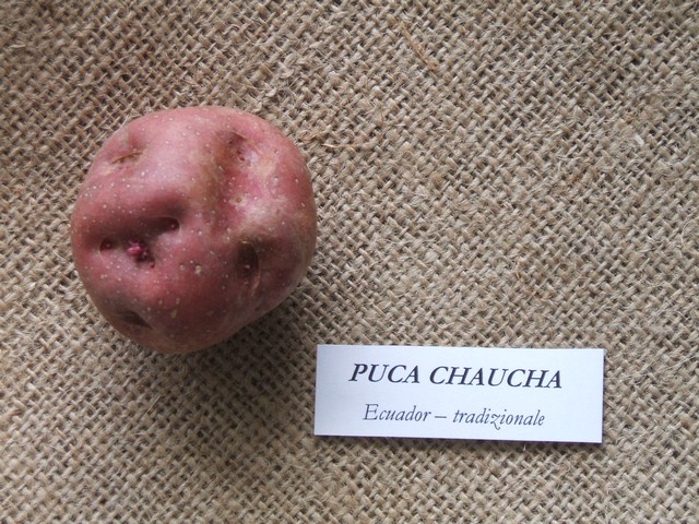 pucachaucha.jpg