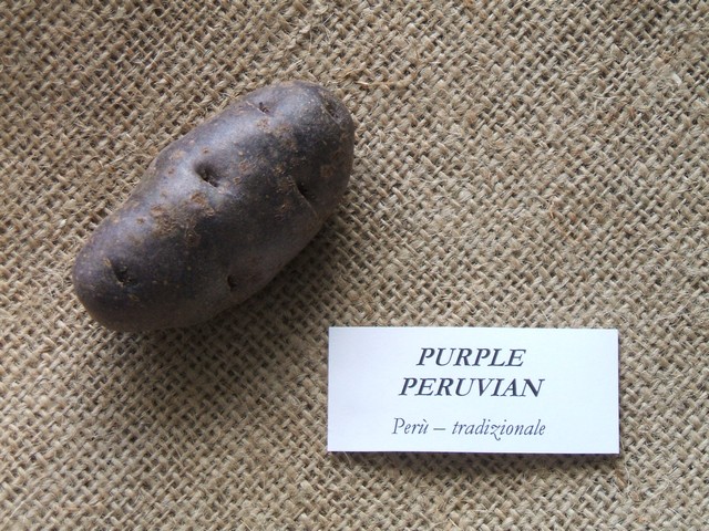 purpleperuvian.jpg