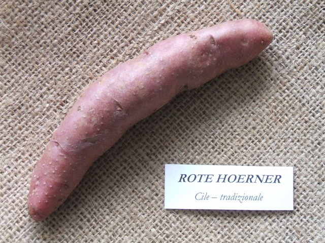 rotehoerner.jpg