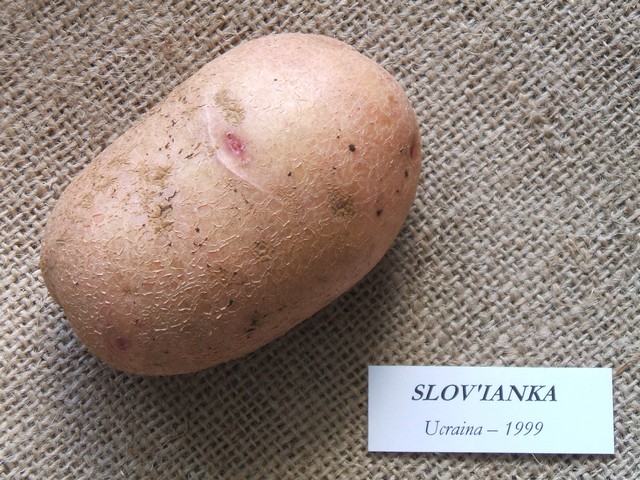 slovianka.jpg
