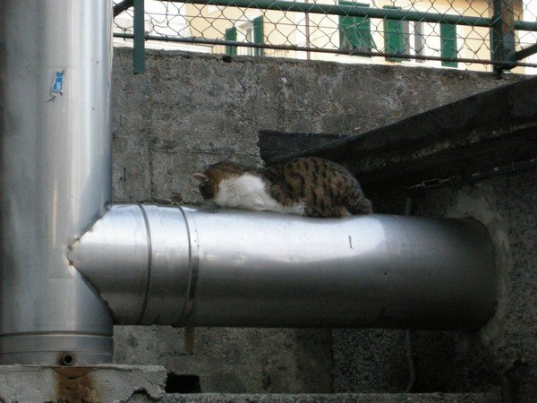 Gatto sul tubo, Fotografia  di Nadia Bassignani.jpg